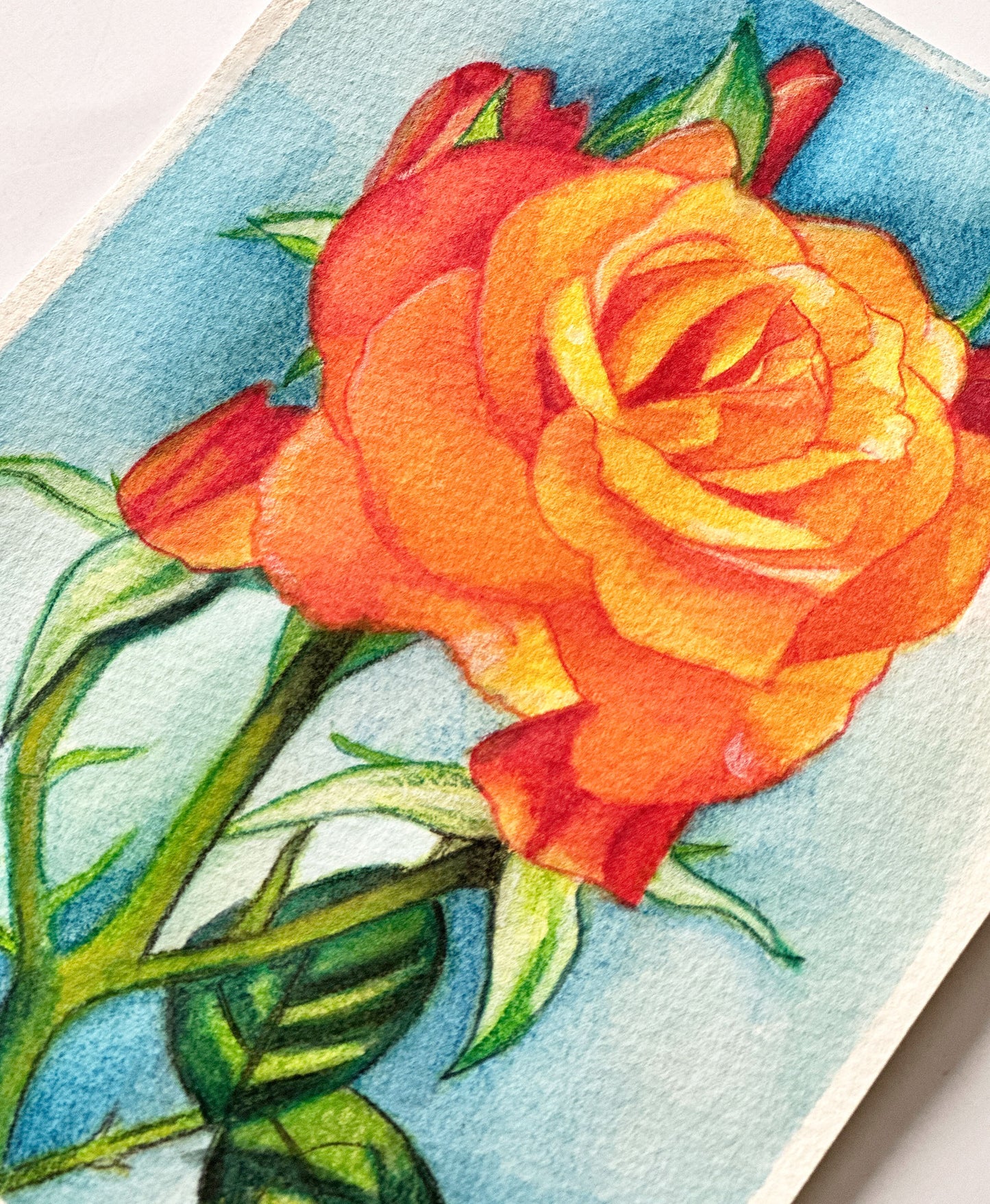 Orange Rose Study